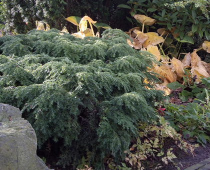 Pflanzenschätze für die kalte Jahreszeit | Das Umwelthaus
